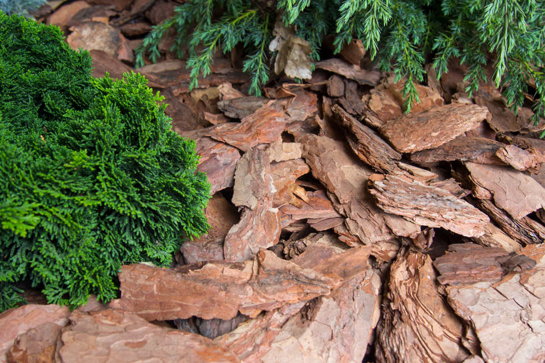 Pine Bark Extract Health Benefits for Male Fertility 
