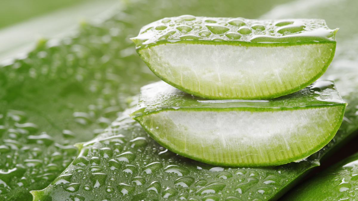 Benefits of Aloe Vera Gel For Male Enhancement
