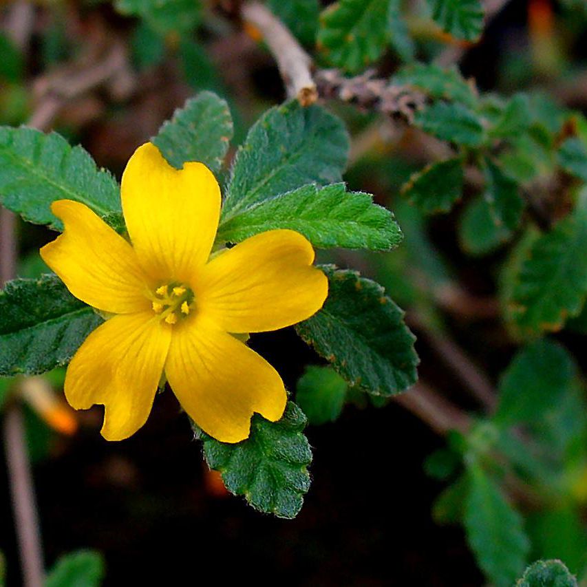 Health Benefits of Damiana