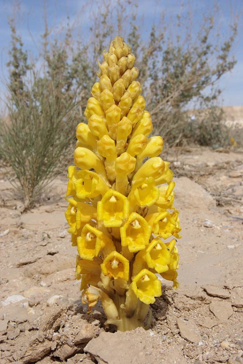 Desert Broomrape Fix Erectile Dysfunction