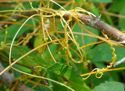Dodder