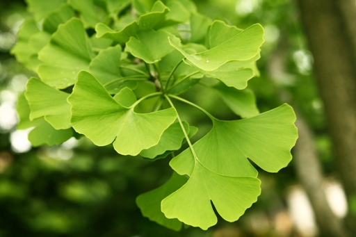 Gingko