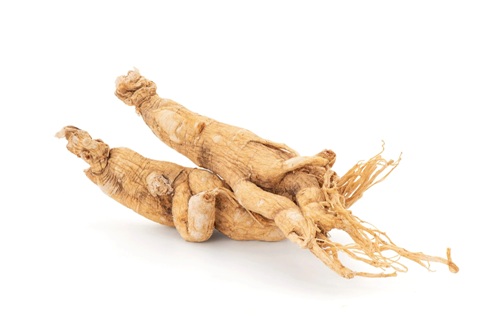 Panax ginseng 
