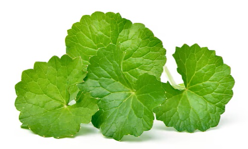 Gotu Kola Premature Ejaculation