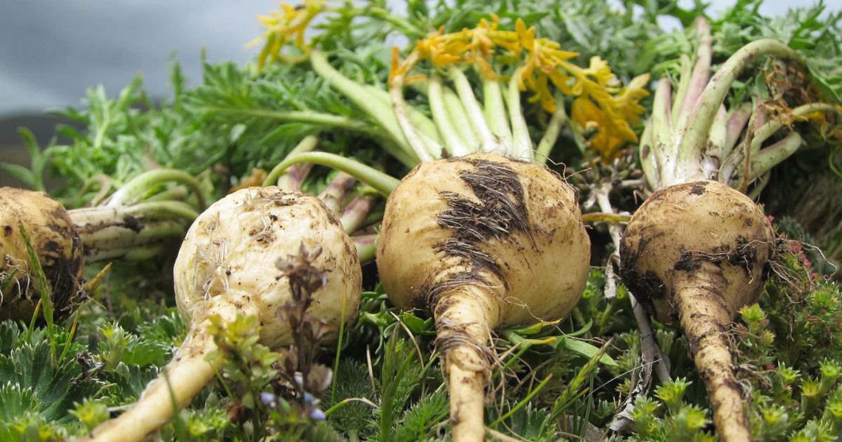 Maca Root Benefits for Men