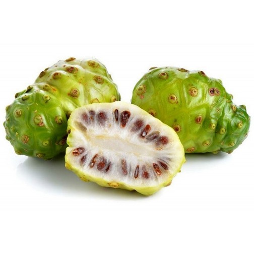 Morinda Fix Erectile Dysfunction