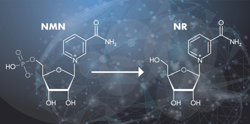 Nicotinamide Riboside and NAD+?