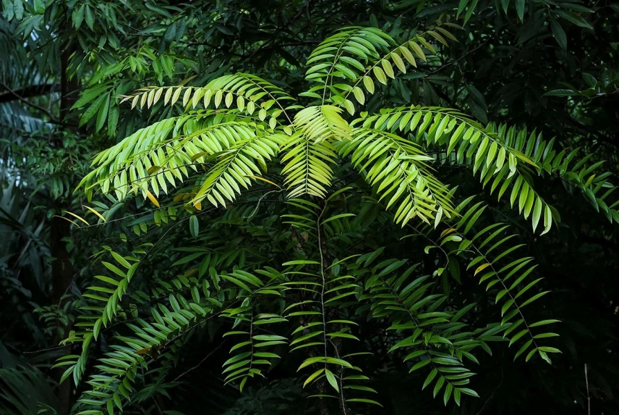 Is Tongkat Ali Good For Erectile Dysfunction?