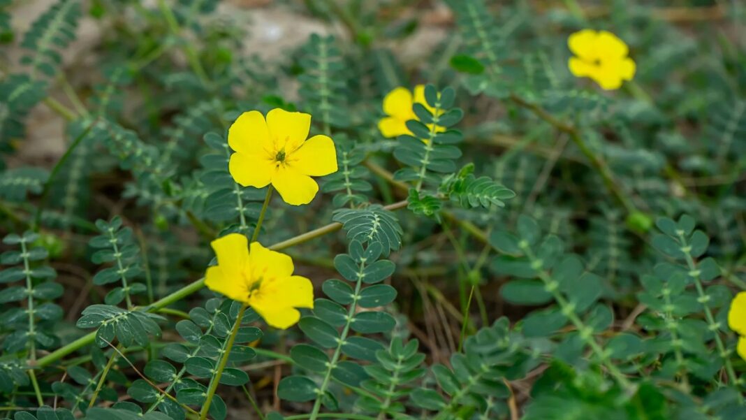 The Health Benefits of Tribulus Terrestris
