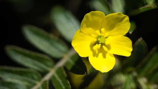 Tribulus Terrestris