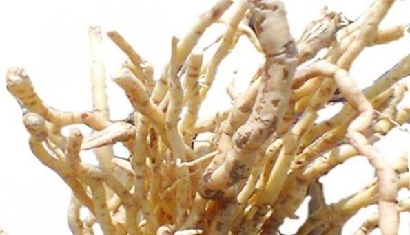 Mondia whitei
