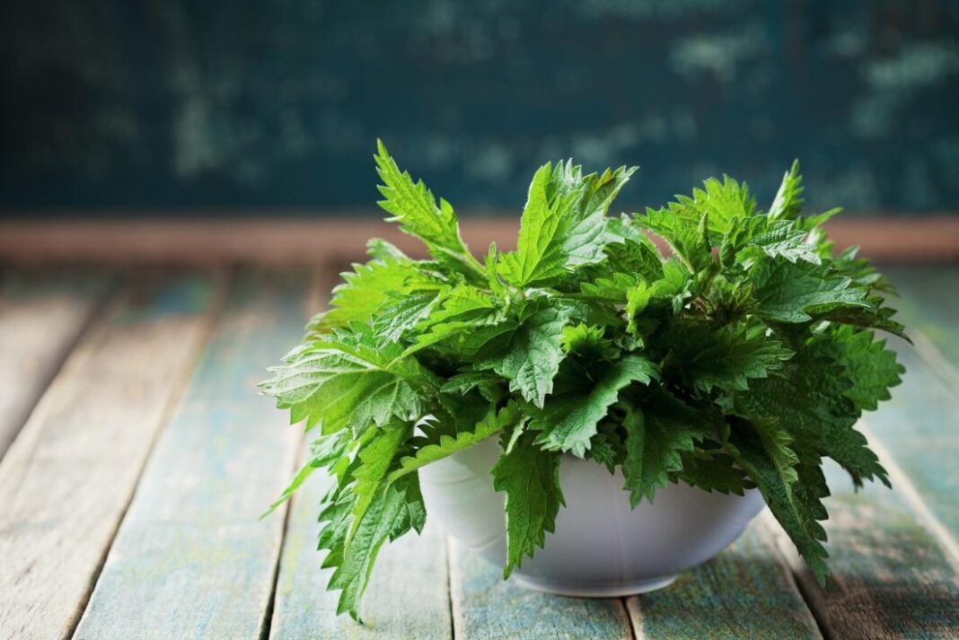 Does Stinging Nettle Help With Erectile Dysfunction?