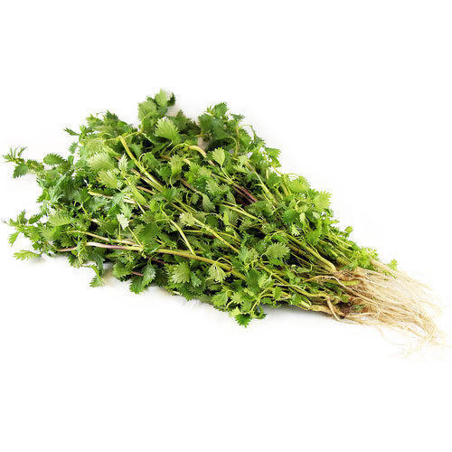 Stinging Nettle