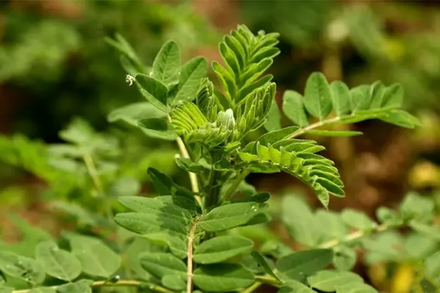 What is The Best Form of Astragalus to Take?