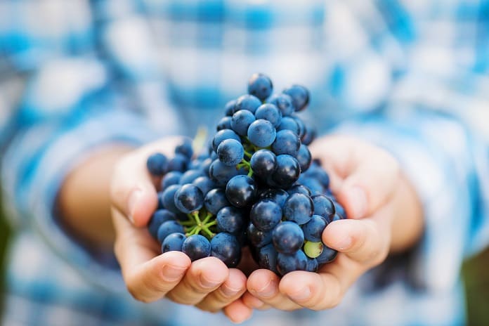 Resveratrol Benefits for Health